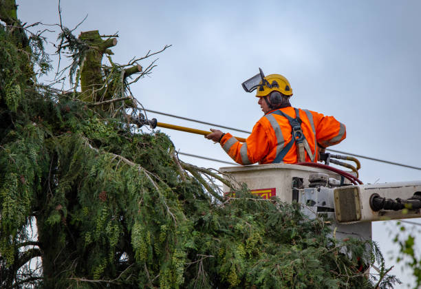 Best Tree Risk Assessment  in Atlanta, TX