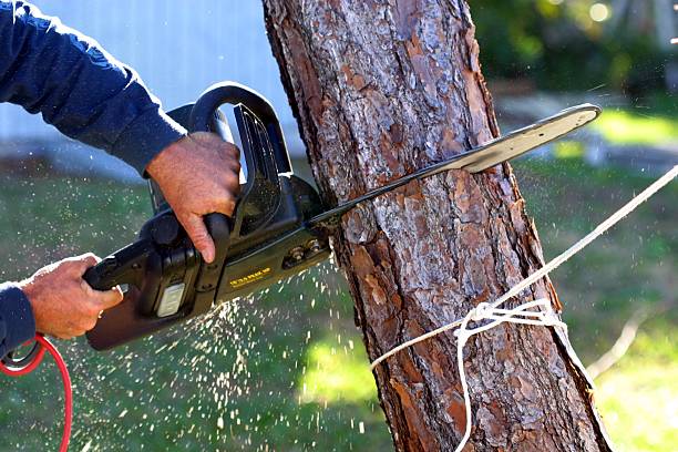 Best Tree Preservation Services  in Atlanta, TX