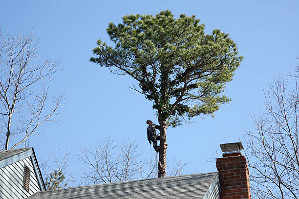  Atlanta, TX Tree Removal Services Pros